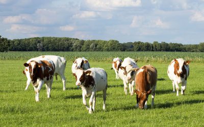 Opkoopregelingen veehouderijbedrijven