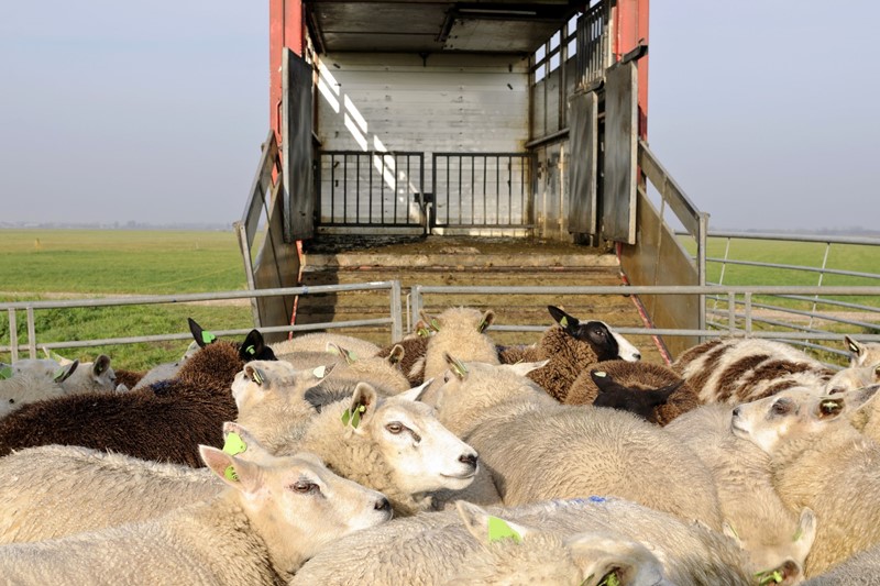 Boetes voor onjuist vervoer schapen terecht opgelegd